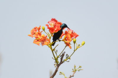 Low angle view of flowers against white background