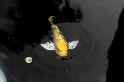 High angle view of fish swimming in sea