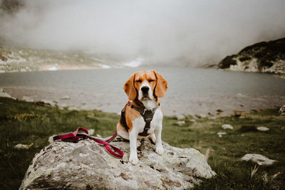 Dog standing on rock by sea