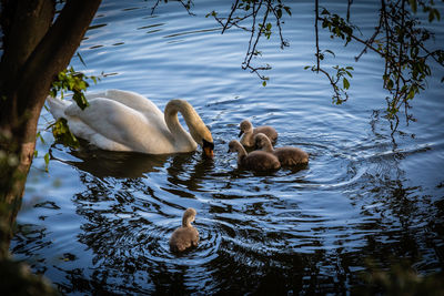 Mute swan foraging with cygnets in lake