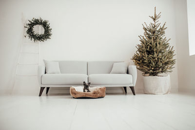 Potted plant on floor at home