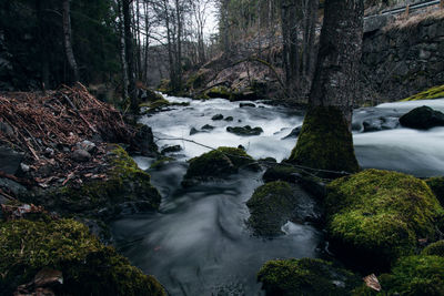 Scenic view of waterfall in forest