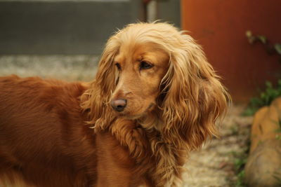 Close-up portrait of a dog