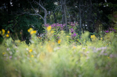 Purple flowering plants on field