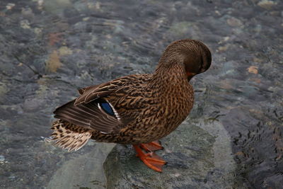 High angle view of bird perching on shore