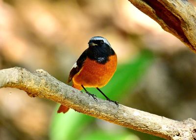 Close-up of bird perching on branch