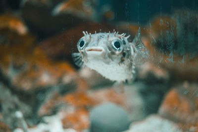 Close-up of fish swimming in sea