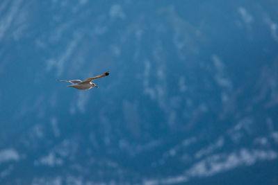 Low angle view of bird flying against sky