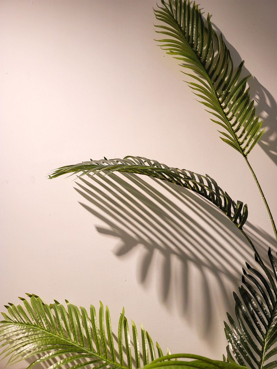 branch, leaf, palm tree, plant, palm leaf, plant part, tree, nature, twig, green, no people, frond, tropical climate, grass, growth, indoors, close-up, studio shot, beauty in nature