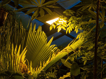 Low angle view of illuminated leaves at night