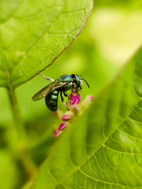 Close-up of insect ceratina bee on purple flower