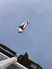 Low angle view of bird flying against the sky