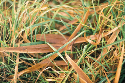 Close-up of plants