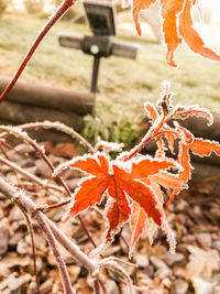 Close-up of orange plant during autumn