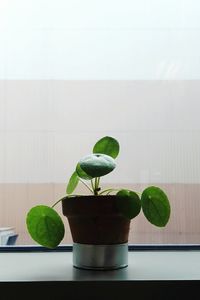 Close-up of green plant on table