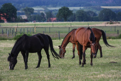 Horses grazing in a field