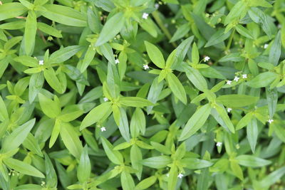 Full frame shot of wet leaves