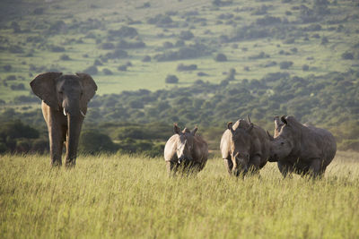 Africa's giants face off