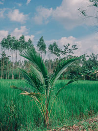 Plants growing on field against sky