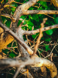 Close-up of lizard on tree in forest