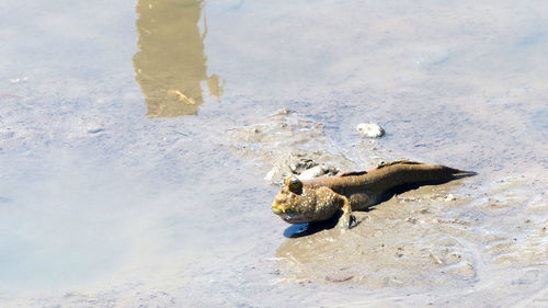 High angle view of bird in lake