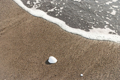 High angle view of shells on shore