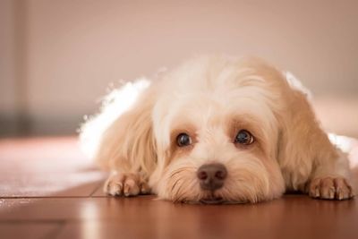 Portrait of cute puppy