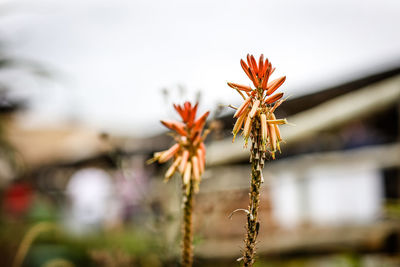 Close-up of flowering plant