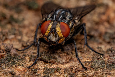 Close-up of insect