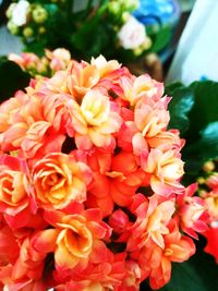 Close-up of pink roses