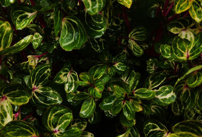 Full frame shot of plants