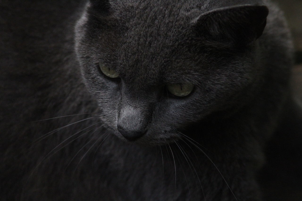 domestic cat, animal themes, cat, pets, domestic animals, feline, mammal, whisker, close-up, animal head, animal eye, portrait, animal body part, staring, alertness, no people, focus on foreground, selective focus, animal, snout, black color, nature