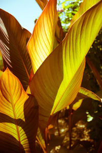 Close-up of yellow leaves on plant