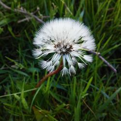 Close-up of dandelion flowers