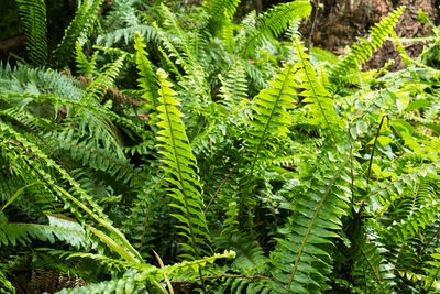 Close-up of fern leaves