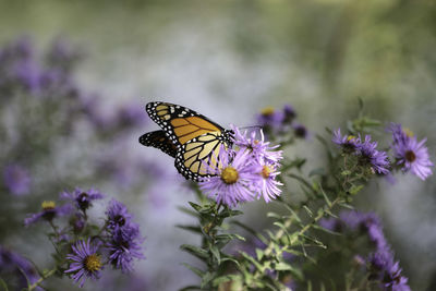 Close-up of butterfly pollinating on purple flower