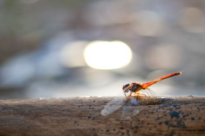 Close-up of insect on wood
