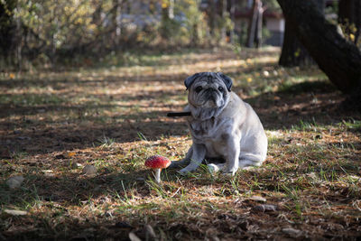A pug sits on the lawn and next to it is a mushroom fly agaric