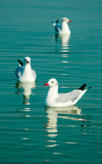 Seagulls swimming in lake
