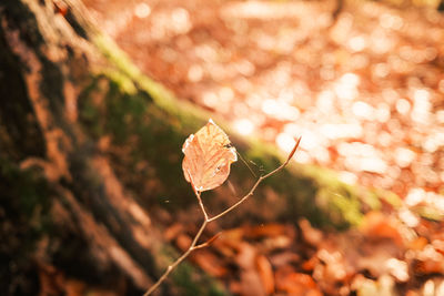 plant