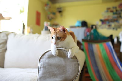 Cat sitting on sofa at home