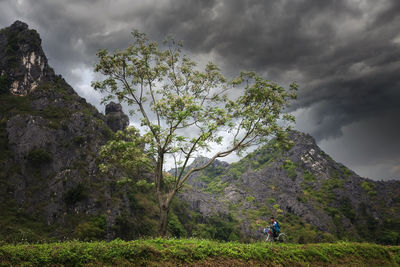 Trees on mountain against sky