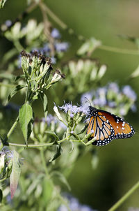 Close-up of butterfly pollinating on flower