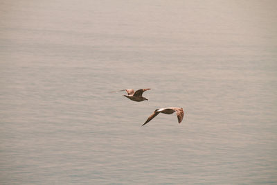 View of seagull flying over sea