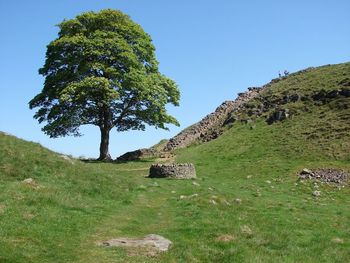 Trees on landscape against clear sky
