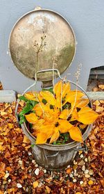 High angle view of yellow flowering plant during autumn