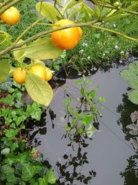 Close-up of fruits on tree