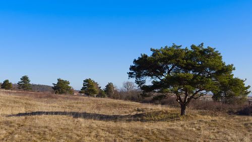 Trees on field against clear blue sky