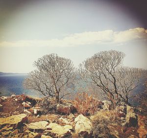 Bare tree by sea against sky