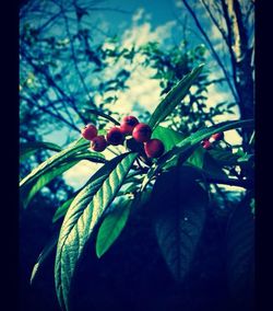Close-up of flower buds